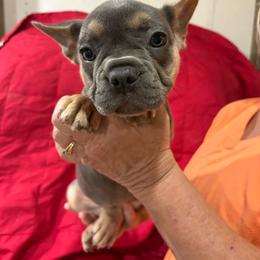 Daisy - Blue female French Bulldog puppy in Springfield, Missouri from Taylor