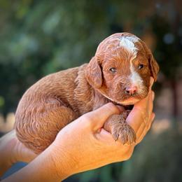 Orange Collar Girl - Cream female Poodle puppy in Modesto, California from Dry Creek Poodles