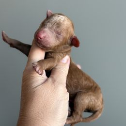 Boy 9 - male Goldendoodle puppy in Marion, Ohio from Doodles & Doxies