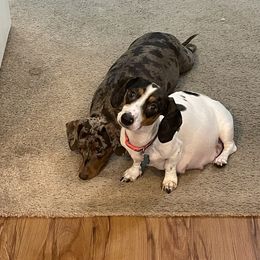 Dachshunds from Champion Dachshunds