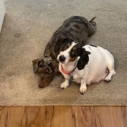 Dachshunds from Champion Dachshunds