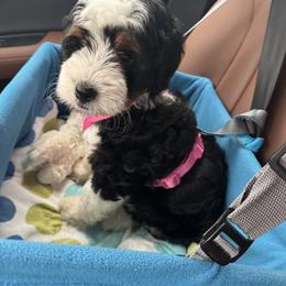 Bernedoodle Puppies from Palmetto Bernedoodles Boutique