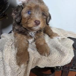 Aussiedoodle Puppies from The Cuddly Dood Ranch