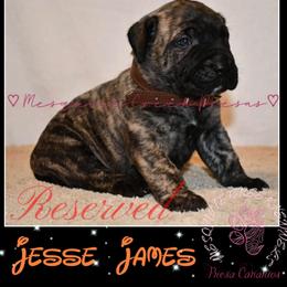 Perro de Presa Canario Puppies from Mesquite Creek Kennels