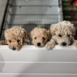 Cavapoo, Goldendoodle, Poodle, and Shihpoo Puppies from Sugarland's Texas Goldendoodles