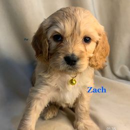Zach - Cavapoo puppy from Catella Cavaliers and Cavapoos
