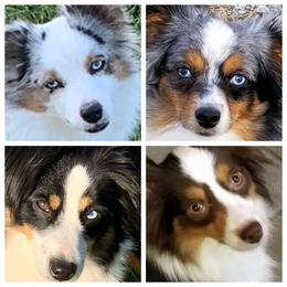 Aussiedoodle, Australian Shepherd, and Toy Australian Shepherd Puppies from Tumblin T Aussies and Aussiedoodles