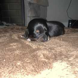 Boy 1 - Black and tan male Dachshund puppy in Lubbock, Texas from ANQ Dachshunds