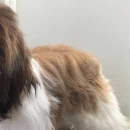 Shih Tzus from Blue Creek Montana Shih Tzu