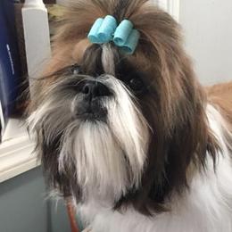 Shih Tzus from Blue Creek Montana Shih Tzu