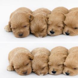 Female 4 - Caramel female Australian Labradoodle puppy in Londonderry, New Hampshire from Granite State Labradoodles