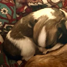Dal Traven - Sable spotted white male Chihuahua puppy in Amelia, Virginia from Pannell’s Precious Pups