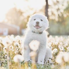 Border Collie and Maremma Sheepdog Puppies from 2J 2K Border Collies & Maremma Sheepdogs
