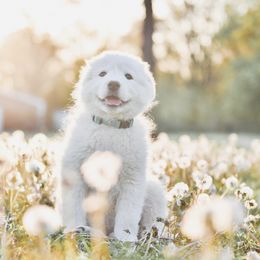 Border Collie and Maremma Sheepdog Puppies from 2J 2K Border Collies & Maremma Sheepdogs