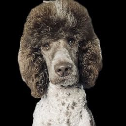 Goldendoodles and Poodles from Raising Your Standards