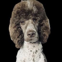 Goldendoodles and Poodles from Raising Your Standards
