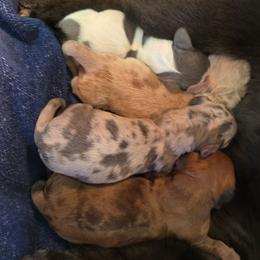 Blue dapple girl - Black and cream female Dachshund puppy in West Plains, Missouri from Spring Creek Dachshunds