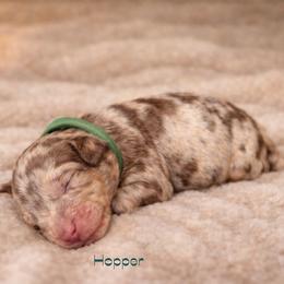 Hopper - Chocolate merle male Bernedoodle puppy in Bennett, Colorado from Darling Paws Bernedoodles, LLC