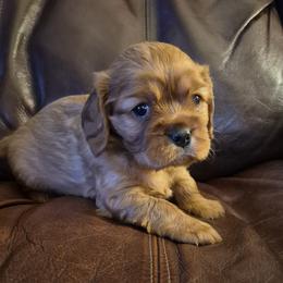 Cavalier King Charles Spaniel puppies from Joanne's Cavalier King Charles Spaniels