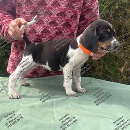 Buck - Blue ticked and tan male Bluetick Coonhound puppy in Mount Pleasant, Texas from Harmons Hounds