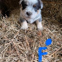 Girl 1 - Blue female Australian Cattle Dog puppy in Apollo, Pennsylvania from Circle V Ranch Cattle Dogs