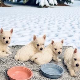 West Highland White Terriers from Birch Bark Westies