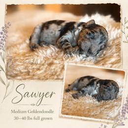 Sawyer - Merle male Goldendoodle puppy in Millville, California from Hope Lane Kennels