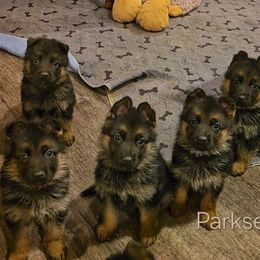 Orange boy - Black and red male German Shepherd puppy in Paola, Kansas from Parkseite German Shepherds