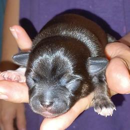 Boy 1 - Black and white male Chihuahua puppy in Meridian, Oklahoma from Crazy Love Kennels