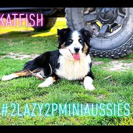 Katfish  - Miniature Australian Shepherd