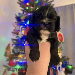 Munchkin - Black male Cocker Spaniel puppy in Hickory, North Carolina from Home Grown Cocker Spaniels