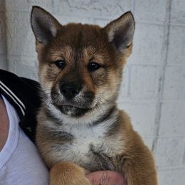 Akari - Red sesame Shikoku puppy in Virginia from Hachidori Sou