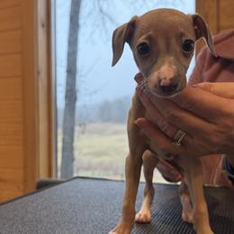 Boy 3 - Blue fawn male Italian Greyhound puppy in North Carolina from Celtic Sighthounds