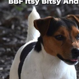 Andy - Russell Terrier