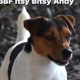 Andy - Russell Terrier