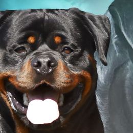 Bumboks - Rottweiler