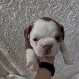 Boston Terrier Puppies from Brave Little Bostons in South Carolina