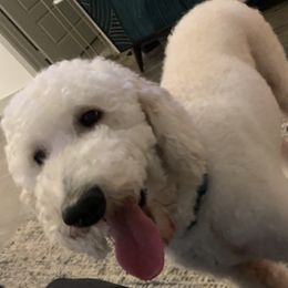 Goldendoodles and Poodles from Lyrical Doodles and Poodles