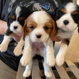 Annie - Tri-color female Cavalier King Charles Spaniel puppy in Taylor, Michigan from SHANNON'S CAVALIERS
