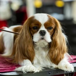 Beaux - Cavalier King Charles Spaniel