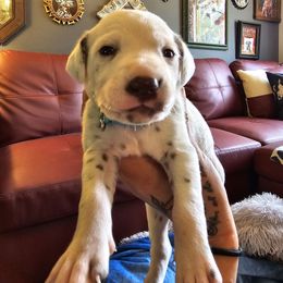 Teal-LUA Liver Shortcoat - White and liver brown female Dalmatian puppy in Salem, Missouri from Paradise Spots Dalmatians