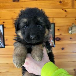Ivona - Black and red female German Shepherd puppy in Garland, Maine from Vom Schön Traumhund