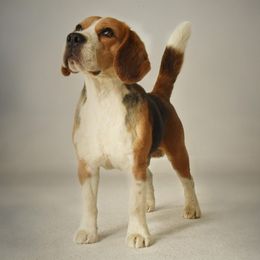 Beagles from White Gloves Beagles