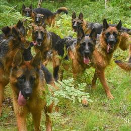 German Shepherds from Seelenvoll German Shepherds