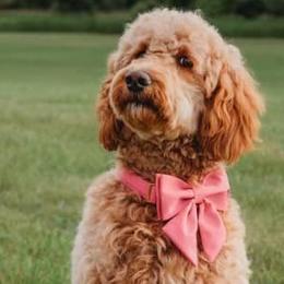 Brooklyn - Goldendoodle