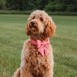 Brooklyn - Goldendoodle