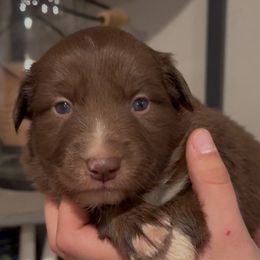 Trooper - Red male Border Collie puppy in North Lakeport, California from Wild Rose Ranch