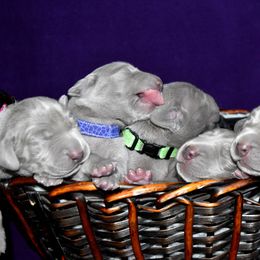 Weimaraner Puppies from Platinum Weimaraners