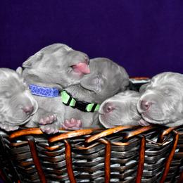 Weimaraner Puppies from Platinum Weimaraners