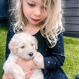 Goldendoodle Puppies from Penny and The Pups